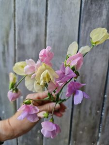 Lathyrus odoratus Sweet Pea ‘Jet Set Pastels’