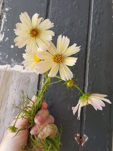 Products: Cosmos ‘Apricot Lemonade’