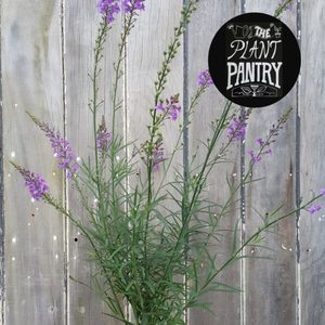 Products: Linaria purpurea ‘Purple’