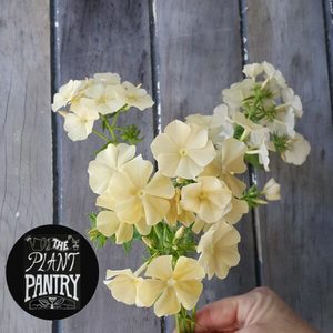 Phlox ‘Isabellina’