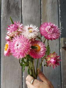 Strawflower Silvery Rose