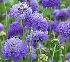 Products: Scabiosa atropurpurea ‘Oxford blue’