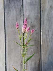 Celosia ‘Flamingo Feathers’