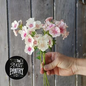 Phlox ‘Blushing Bride’