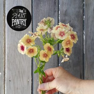 Phlox ‘Cherry Caramel’