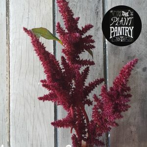 Amaranth ‘Crimson Fingers’