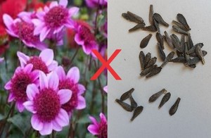 Dahlia Seeds (Blue Bayou x)