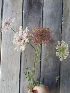 Dara Chocolate Lace Flower (Daucus)