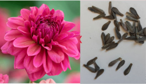 Dahlia Seeds (Perch Hill x)