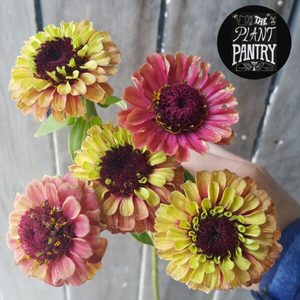 Products: Zinnia Queen Lime Mix