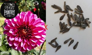 Dahlia Seeds (Profundo x)