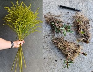 Products: Solidago – Golden Rod (Bareroot plants)