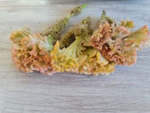 Celosia cristata ‘Princess Pastels’