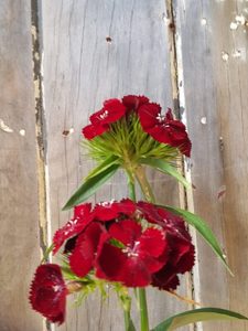 Sweet William Black Cherry