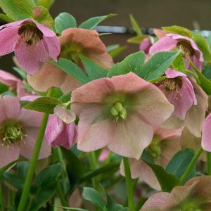 Plants: Hellebores orientalis (mixed)