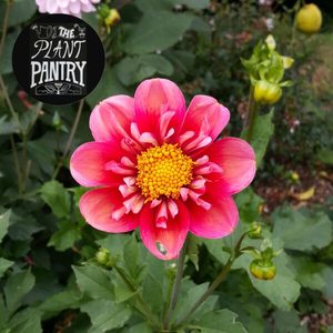 Dahlia ‘Haven’s Ebby’