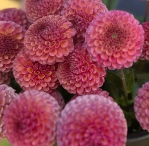 Dahlia ‘Kokopuff’