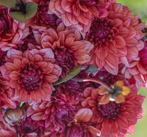 Dahlia ‘Molly Raven’