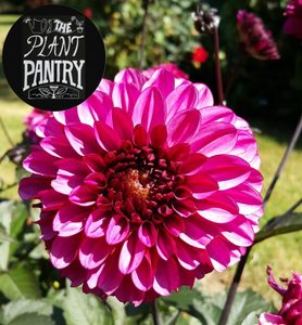 Dahlia ‘Profundo’