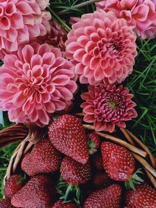 Dahlia ‘QT Strawberry Rosé’