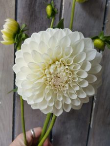 Dahlia ‘Ryecroft Jan’