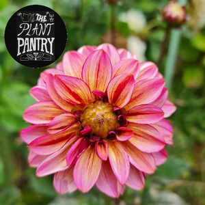 Dahlia ‘Seniors Hope’
