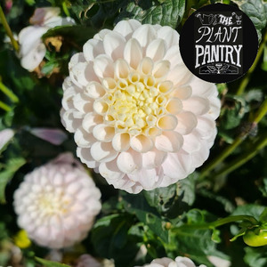 Dahlia ‘White Wizard’