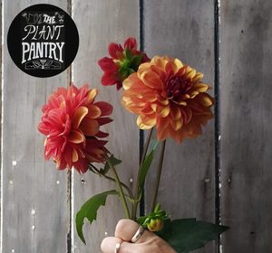 Dahlia ‘Creme de cognac’