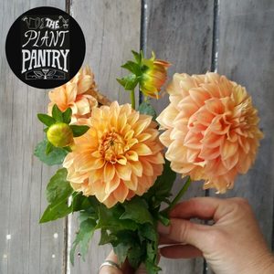 Dahlias: Dahlia ‘Bracken Palomino’