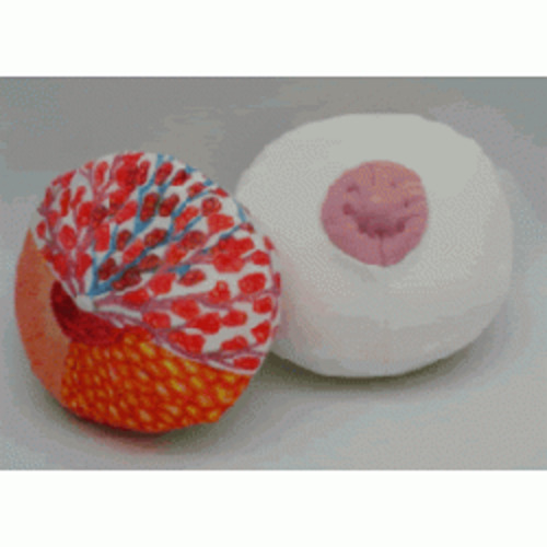 Breast model