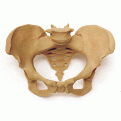 Pelvis