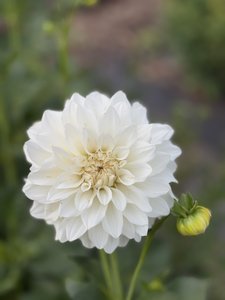 Products: Kāpiti florist specialising in sustainable bouquets delivered and luxury wedding flowers