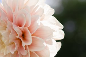 Kāpiti florist specialising in sustainable bouquets delivered and luxury wedding flowers