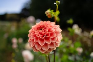 Kāpiti florist specialising in sustainable bouquets delivered and luxury wedding flowers