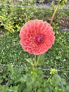 Kāpiti florist specialising in sustainable bouquets delivered and luxury wedding flowers