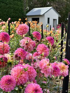 Kāpiti florist specialising in sustainable bouquets delivered and luxury wedding flowers