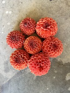 Kāpiti florist specialising in sustainable bouquets delivered and luxury wedding flowers