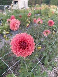 Kāpiti florist specialising in sustainable bouquets delivered and luxury wedding flowers