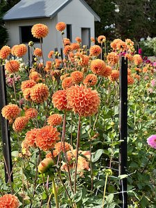 Kāpiti florist specialising in sustainable bouquets delivered and luxury wedding flowers