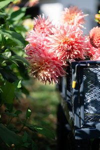 Kāpiti florist specialising in sustainable bouquets delivered and luxury wedding flowers