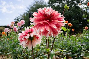 Kāpiti florist specialising in sustainable bouquets delivered and luxury wedding flowers