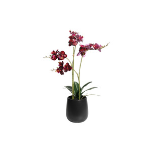 Deep Burgundy Phalaenopsis Orchid in Black Ceramic Pot – 48cm