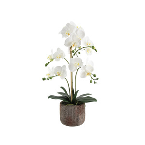 Phalaenopsis Orchid Arrangement with Rustic Pot - White 61cm