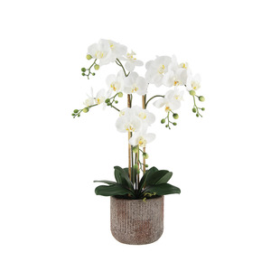 Phalaenopsis Orchid Arrangement with Rustic Pot - White 66cm