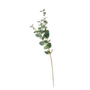 Silver Dollar Eucalyptus Stem Natural Green - 80cm
