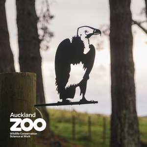 White-Headed Vulture