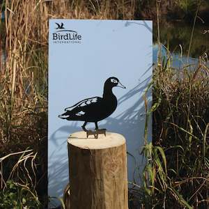 Criticals Collection: Laysan Duck