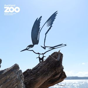 All: Tara Iti / New Zealand Fairy Tern