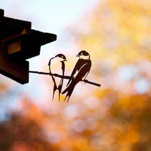 Pair Of Swallows