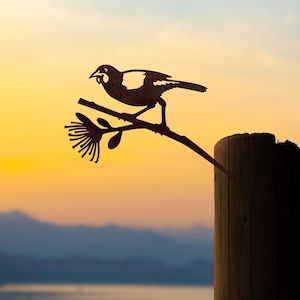 All: Tīeke / Saddleback